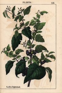 Hage eller svart nattskygge med sorte bær Solanum nigrum   , fra "The Instructive Picturebook, or Lessons from the Vegetable World," [Charlotte Mary Yonge], Edinburgh av English School