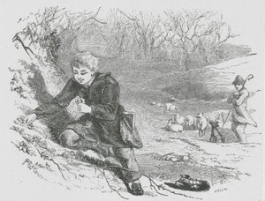 Samling av primulaer (gravering) av English School