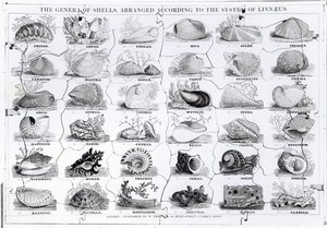 Genera of Shells Puzzle, veröffentlicht von W. Edwards von English School