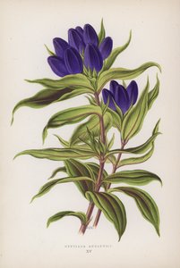Gentiana Andrewsii (farge litho) av English School