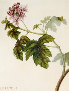 Geranium (wc på vellum) av English School