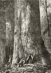 Giant Gum Tree, ca. 1880, fra 