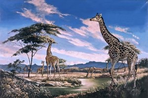Sjiraffer i Afrika av English School