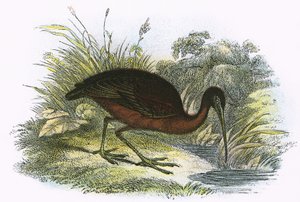 Glanset Ibis
