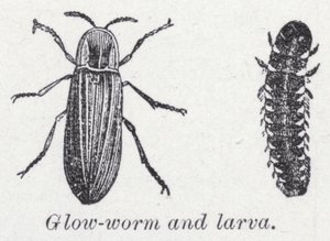 Glødeorm og larve (litho) av English School