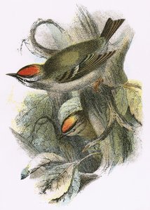 Goldcrest (nederst) og Firecrest (øverst) av English School