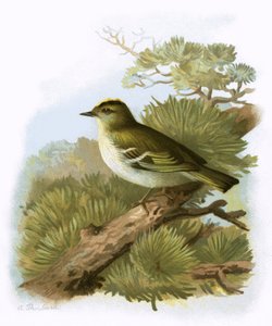 Gylden-crested Wren