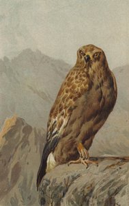 Kongeørn (chromolitho) av English School