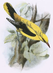 Gylden Oriole
