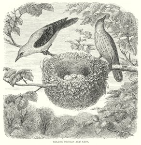 Gyldne piroler (gravering) av English School