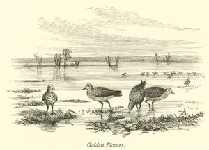 Gylden Plovers av English School
