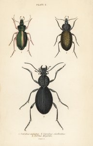 Gylden jordbille, Carabus auratus 1, jordbille, Carabus clathratus 2 og stor svart jordbille, Tefflus megerlei av English School