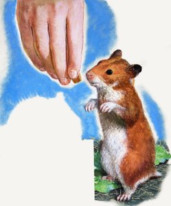 Gullhamster av English School