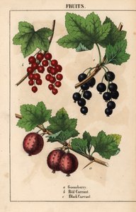 Stikkelsbær, rips og solbærfrukter   , fra "The Instructive Picturebook, or Lessons from the Vegetable World," [Charlotte Mary Yonge], Edinburgh av English School