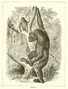 Gorilla av English School