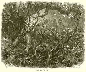 Gorillajakt av English School