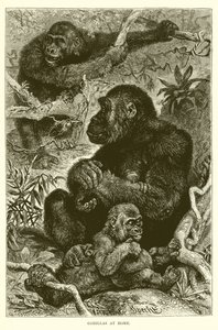 Gorillaer hjemme av English School