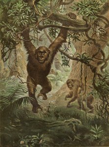 Gorillaer hjemme av English School