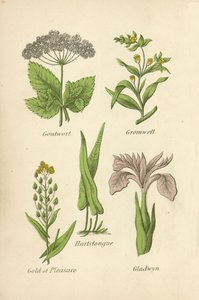 Gouturt, Gromwell, Hartstongue, Gold of Pleasure, Gladwyn av English School