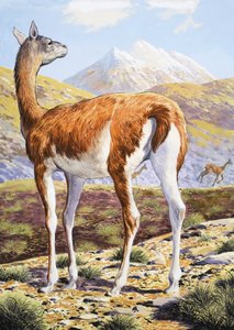 Grasiøse Guanacos av English School