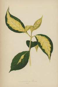 Graptophyllum Pictum av English School