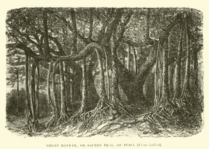 Great Banyan, eller hellig tre, fra India, Ficus indica av English School