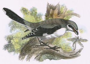 Flott grå Shrike
