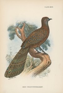 Grå påfugl-fasan av English School