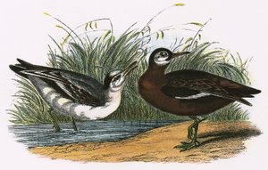 Grå Phalarope av English School