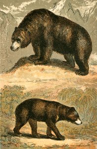 Grizzly Bear og Malay Bear av English School
