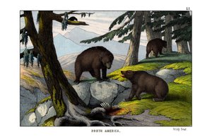 Grizzlybjørn av English School