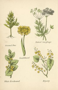 Ground Pine, Burnet Saxifrage, Geiteskjegg, White Horehound, Bryony av English School