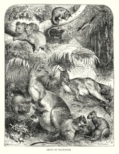 Gruppe av makropider (gravering) av English School