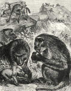 Gruppe av Chacmas (gravering) av English School