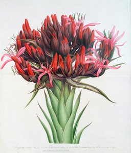 Gymea Lily, 1826 (wc på papir) av English School