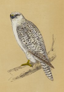 Gyr-Falcon (farge litho) av English School