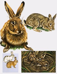 Hasen und Kaninchen