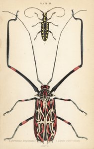 Harlekinbillen, Acrocinus longimanus 1, og den flate langhornsbillen, Taeniotes subocellatus av English School