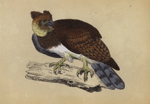 Harpy Eagle (farge litho) av English School