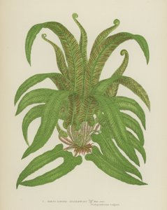 Hjort-tunge milturt (fargelitografi) av English School