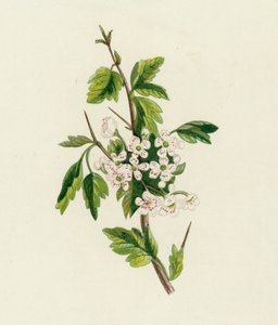 Hagtorn, Crataegus Oxyacantha av English School