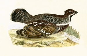 Hazel Grouse, illustrasjon fra 