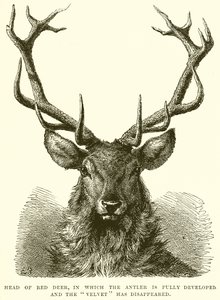 Head of Red Deer, der geviret er fullt utviklet og fløyel har forsvunnet av English School