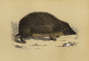 Hedge-Hog (farge litho) av English School