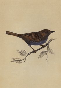 Hedge Sparrow (farge litho) av English School