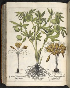 Helleborus Niger (svart hellebore) fra 