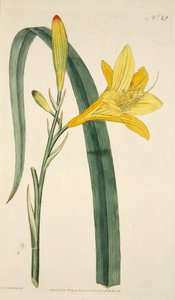 Hemerocallis Flava Yellow Day Lily, pub. 1796 håndfarget gravering. av English School