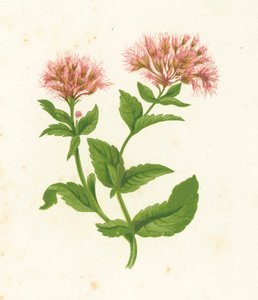 Hamp Agrimony, Eupatorium Cannabinum av English School