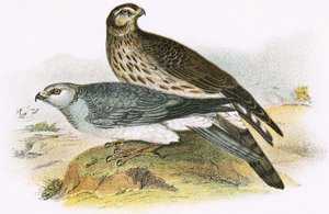 Hen Harrier av English School