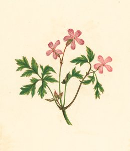 Urt Robert, eller stakkars rødstrupe, Geranium Robertianum (fargelitografi) av English School